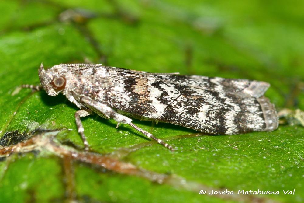 Dioryctria abietella - Pyralidae